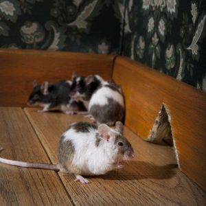 Blog 19 eliminar ratas de casa