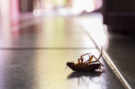 Qué hacer después de una plaga en casa o negocio: pasos clave y elección de empresa