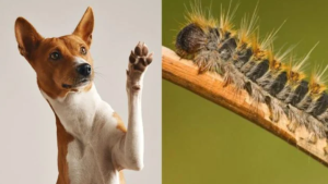 Blog 3 Qué hacer si tu perro entra en contacto con una procesionaria